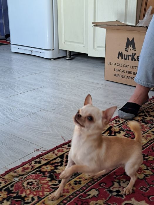 Вязка мини Чихуахуа