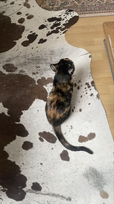 Ofer pisica iubitoare spre adoptie