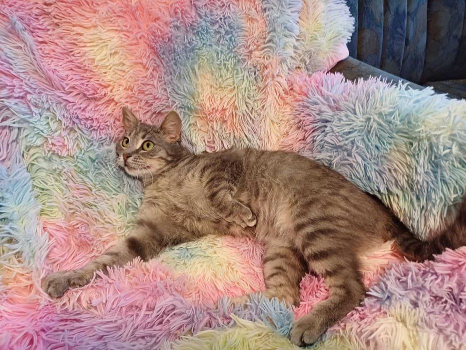 Izzy îşi caută familie