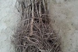 Uzum ko'chatlari sotiladi optom