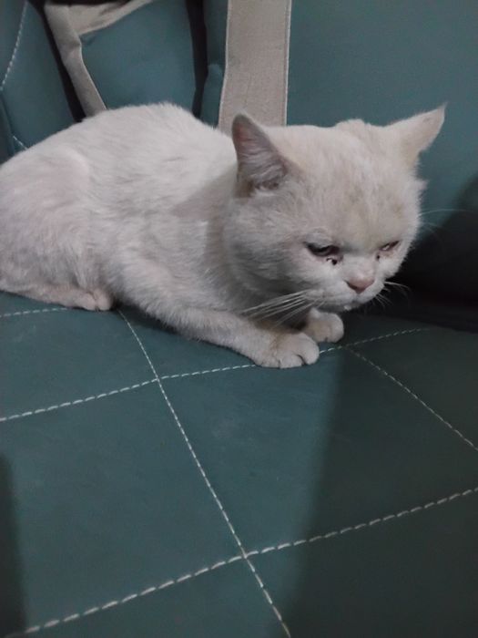 Скоттиш страйт угил бола