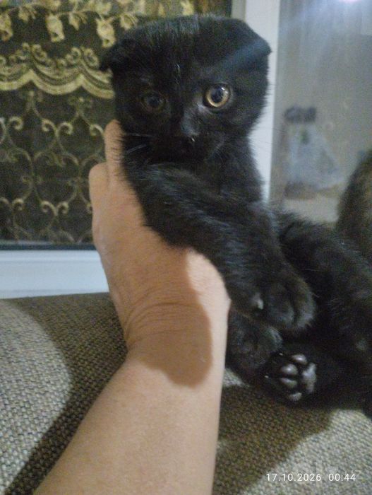 Скотиш фолд 2 месяца