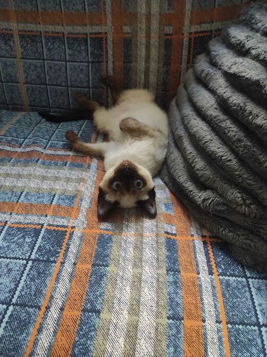 Котенок  мальчик
