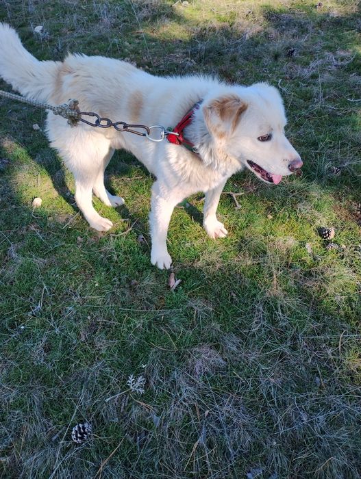 Лабрадор на две гидини