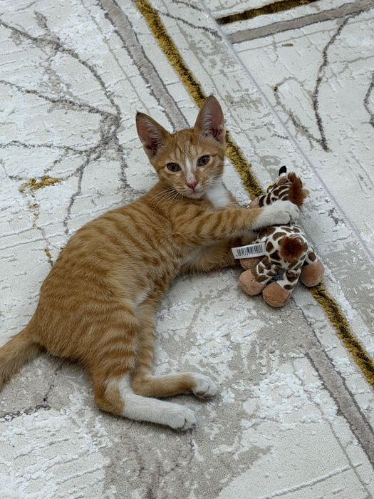 Продается Кот по имени Персик