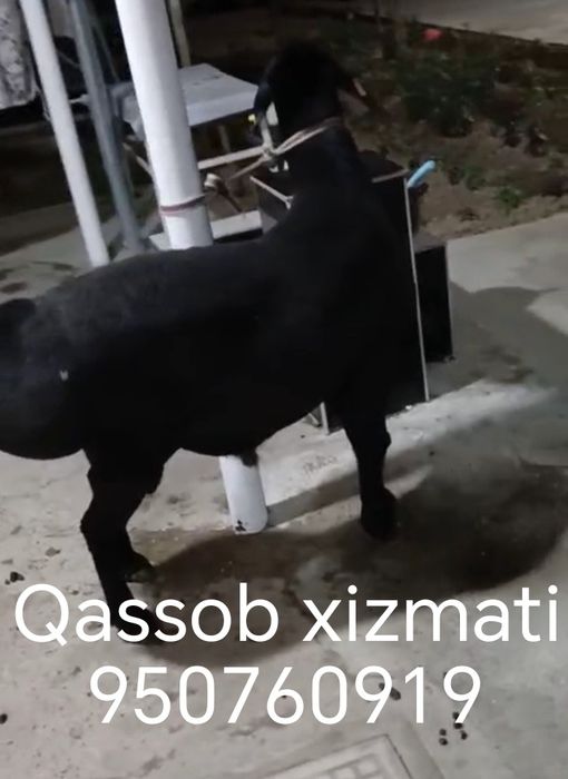 Qassob xizmati Qurbolu va Aqiqa