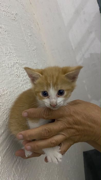 Котенки отдам в добрые руки
