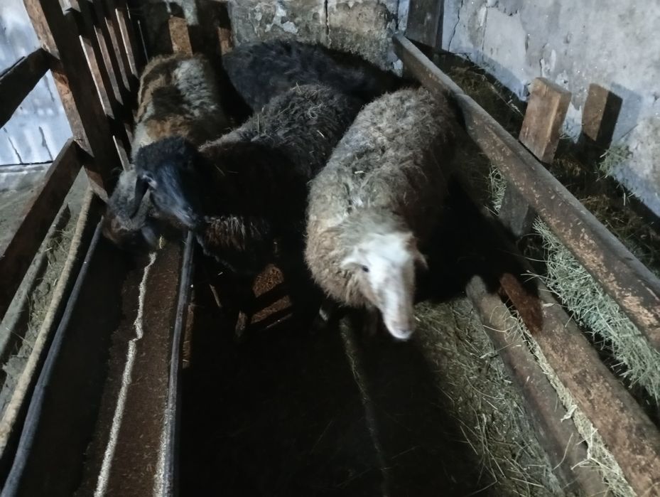 Продаются бараны