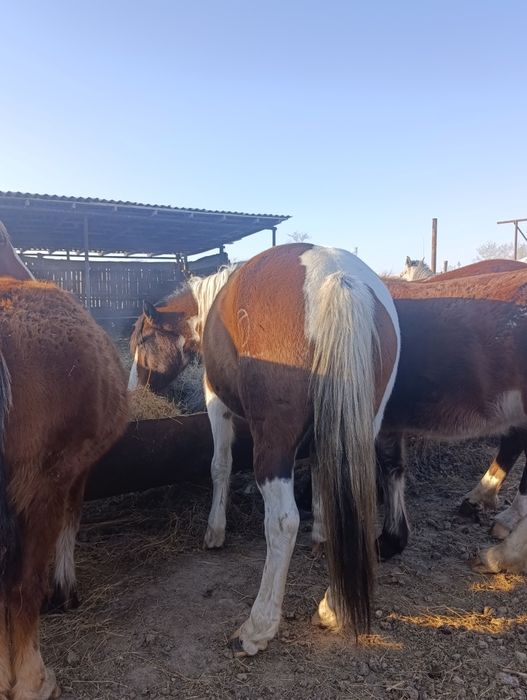 Продам кабылку жеребую