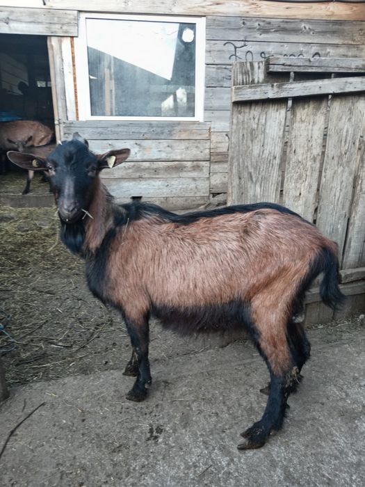 Vand tap alpin francez cu pedigree