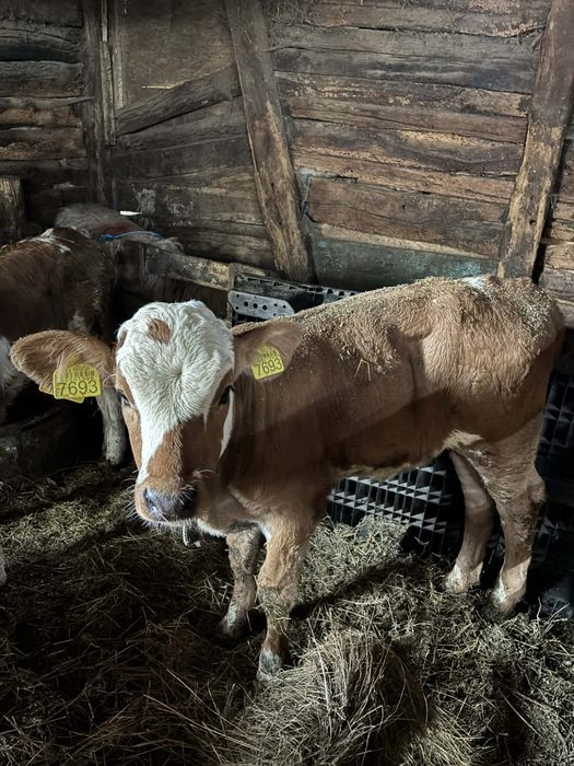 Vând 3 vitei baltați