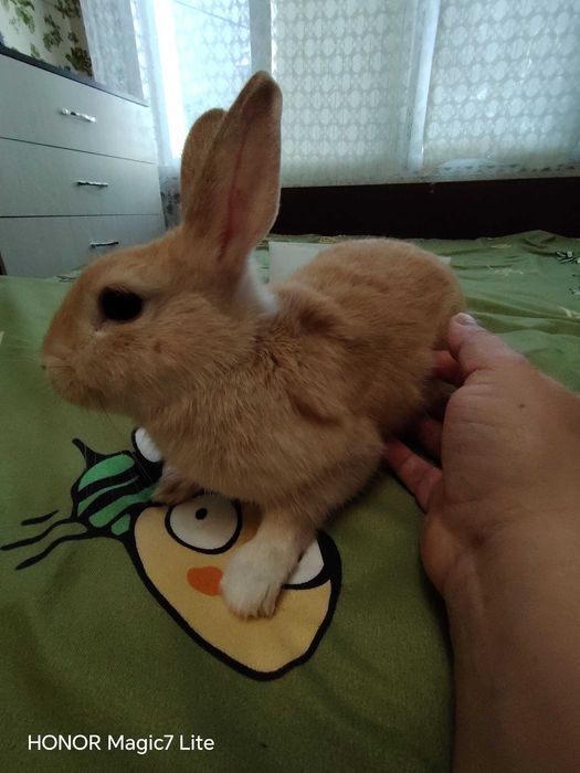 Мини зайче Холандско джудже на 3 месеца