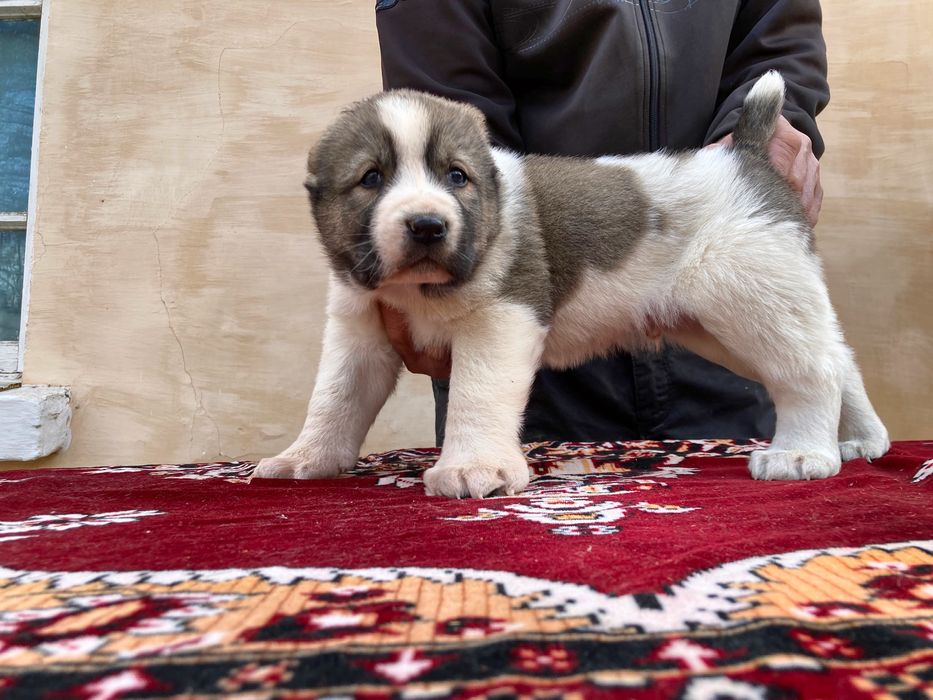 Щенок Туркменского Алабая ( Чистокровный )