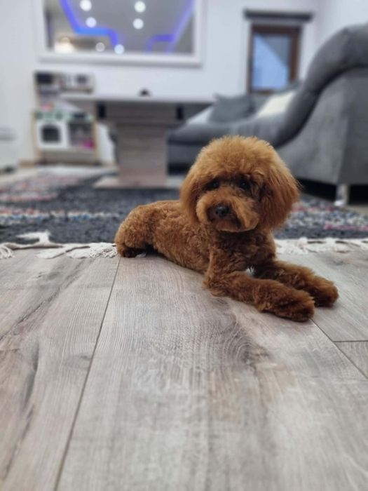 Пудел Той/Poodle Toy