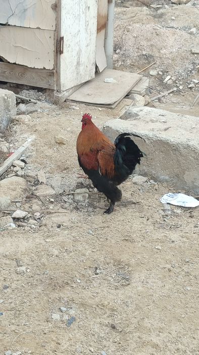 Әтеш сатылады жас