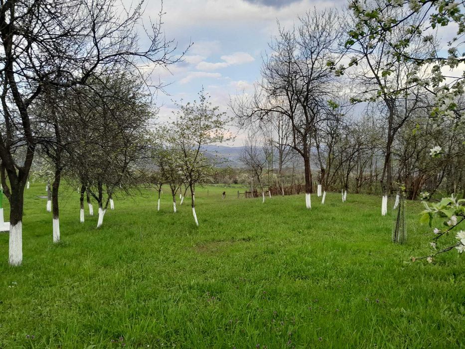 Casă + teren de vânzare în Brad, Hunedoara – proprietar