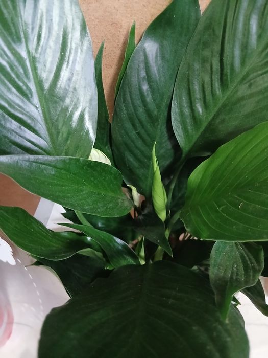 Спатифилум блэк женское счастье