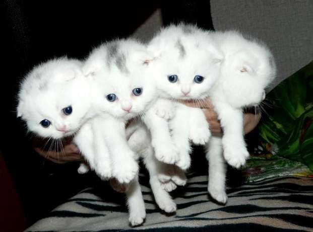Шикарные шотландские котята