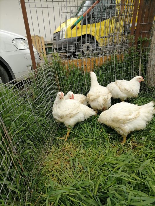 Puii rasa mixta kabir si porumbaci si albi de carne