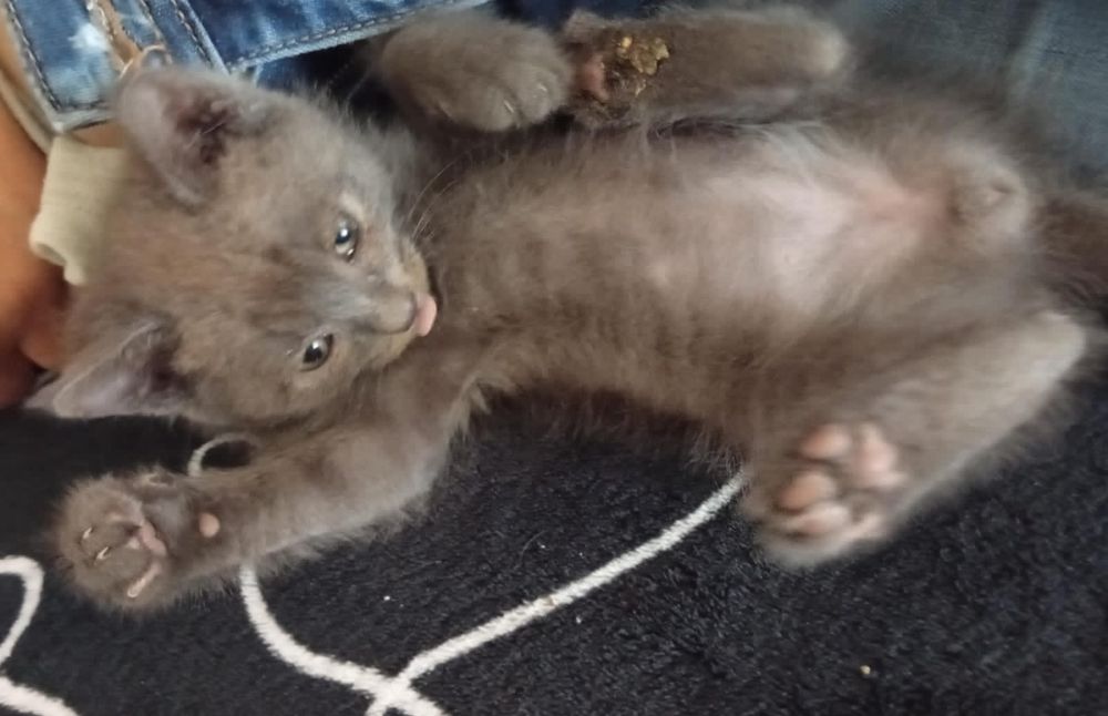 Отдам котят в хорошие руки
