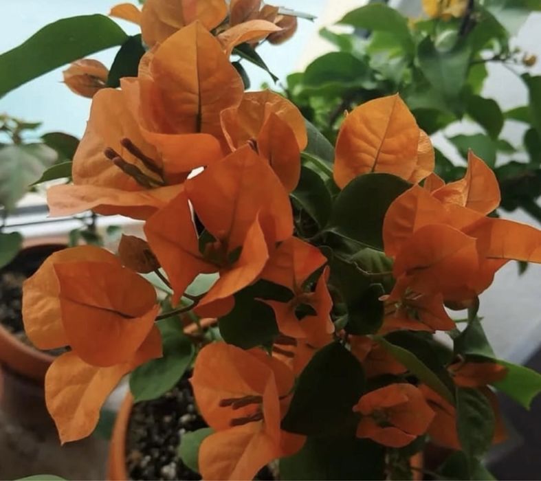 Комнатные растения