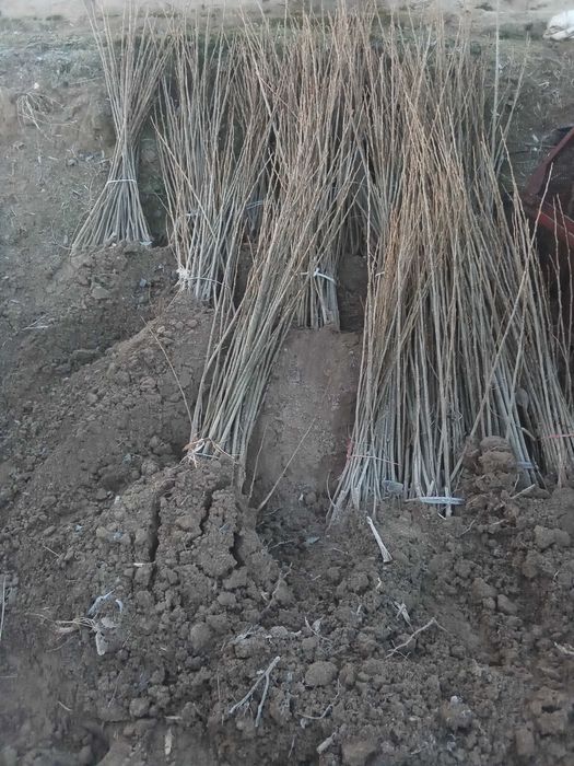 Терак кучатлари сотилади 1 йиллик