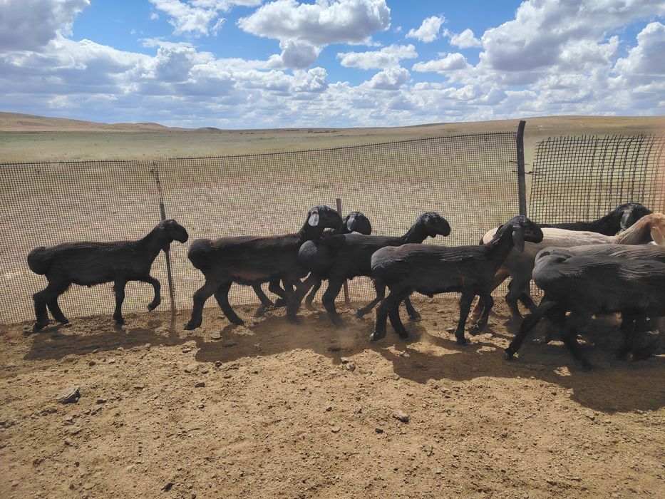 Асыл тұқымды қошқарлар сатылады.