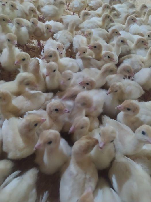 Big 6 kurka joʻjasiga zakaz olamiz soni cheklanmagan miqdorda