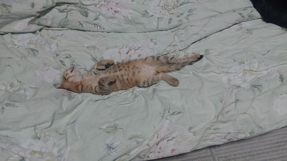 Котенок в добрые руки