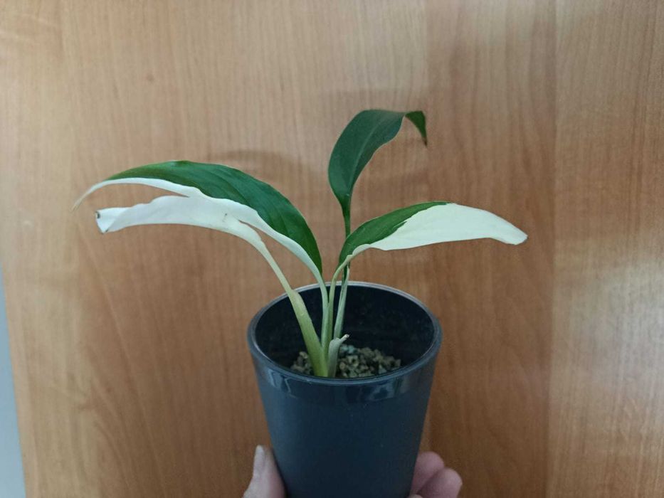 Спатифиллум Пикассо