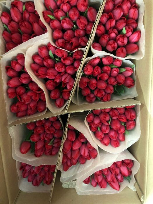 Тюльпаны по 500 тенге