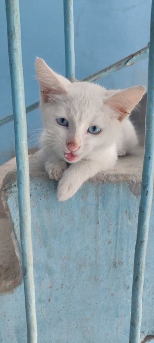 Котенок в добрые руки
