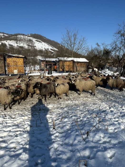 Vând oi bune pentru ținut