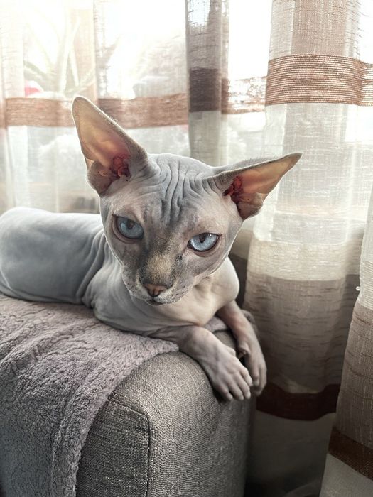 ВЯЗКА Канадский голубой сфинкс