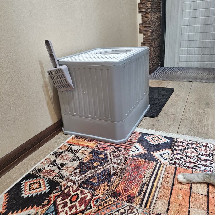 Отдам кота ( 4 года) в добрые руки