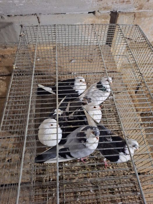 40 lei  bucata jucători