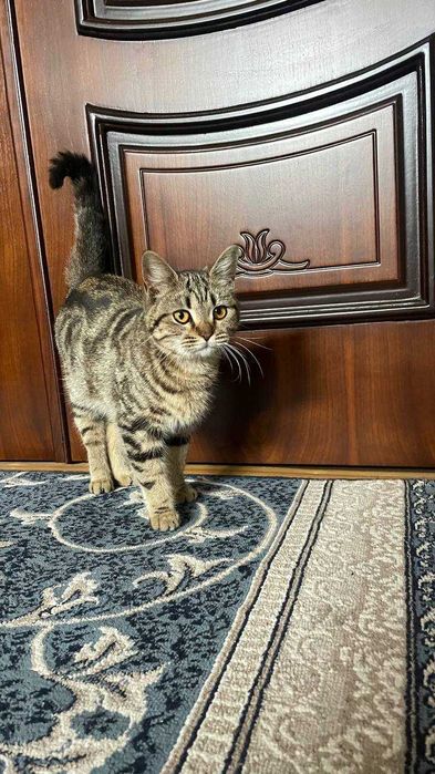 Кошка 11 месяцев