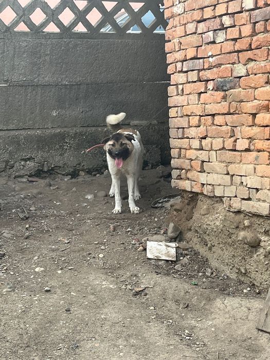 Donez câine metis akita american