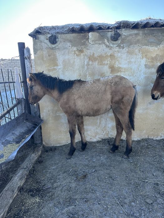 Продам 12 голов лошадей