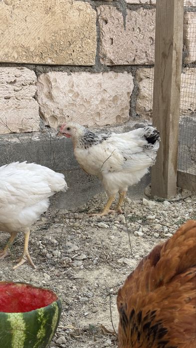 Продам курица срочно