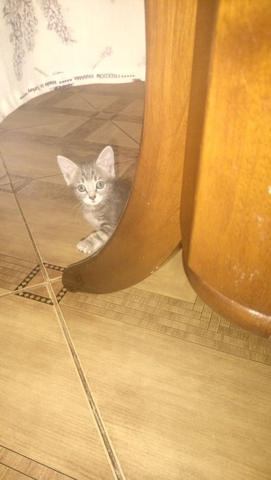 Отдаю котёнка бесплатно!
