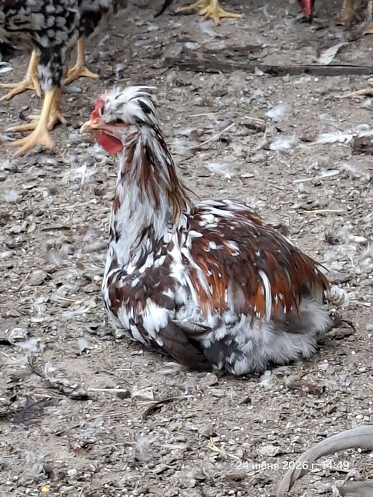 Петушки шведский блюмен