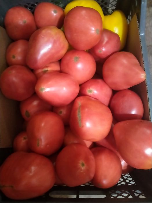 Продам дачные помидоры, чеснок