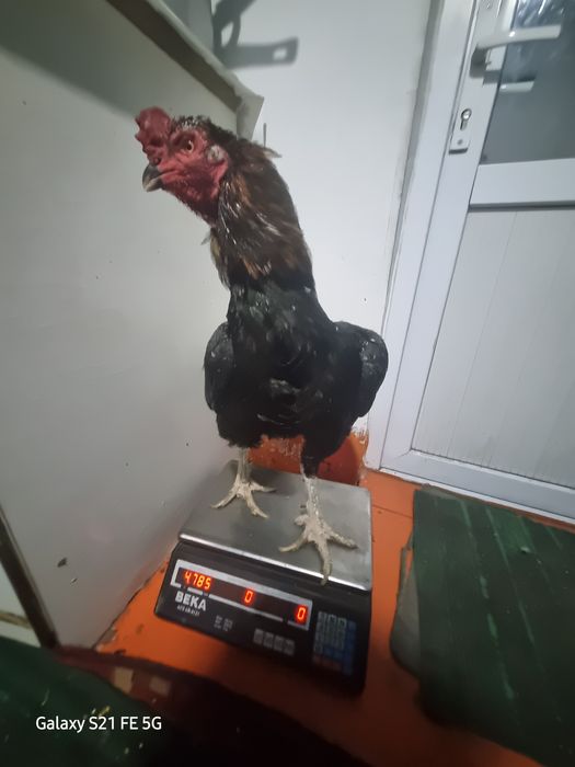 Бойцовский петух