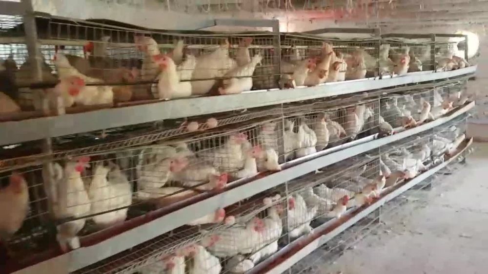 Loman sendi tuxum boshlagan eng ser tuxum tovuqlar sotiladi