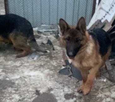 Щенки немецкой овчарки