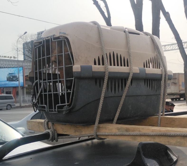 переноска для сабак