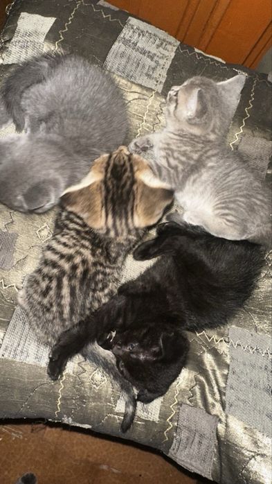 отдам котят в добрые руки