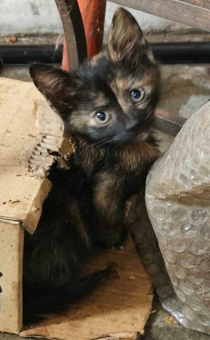 Adoptie pui de pisica Pufisorii