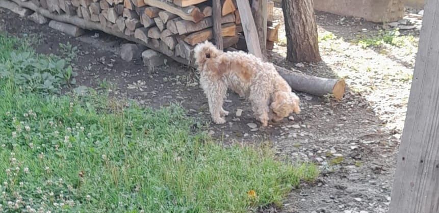 Catei de companie